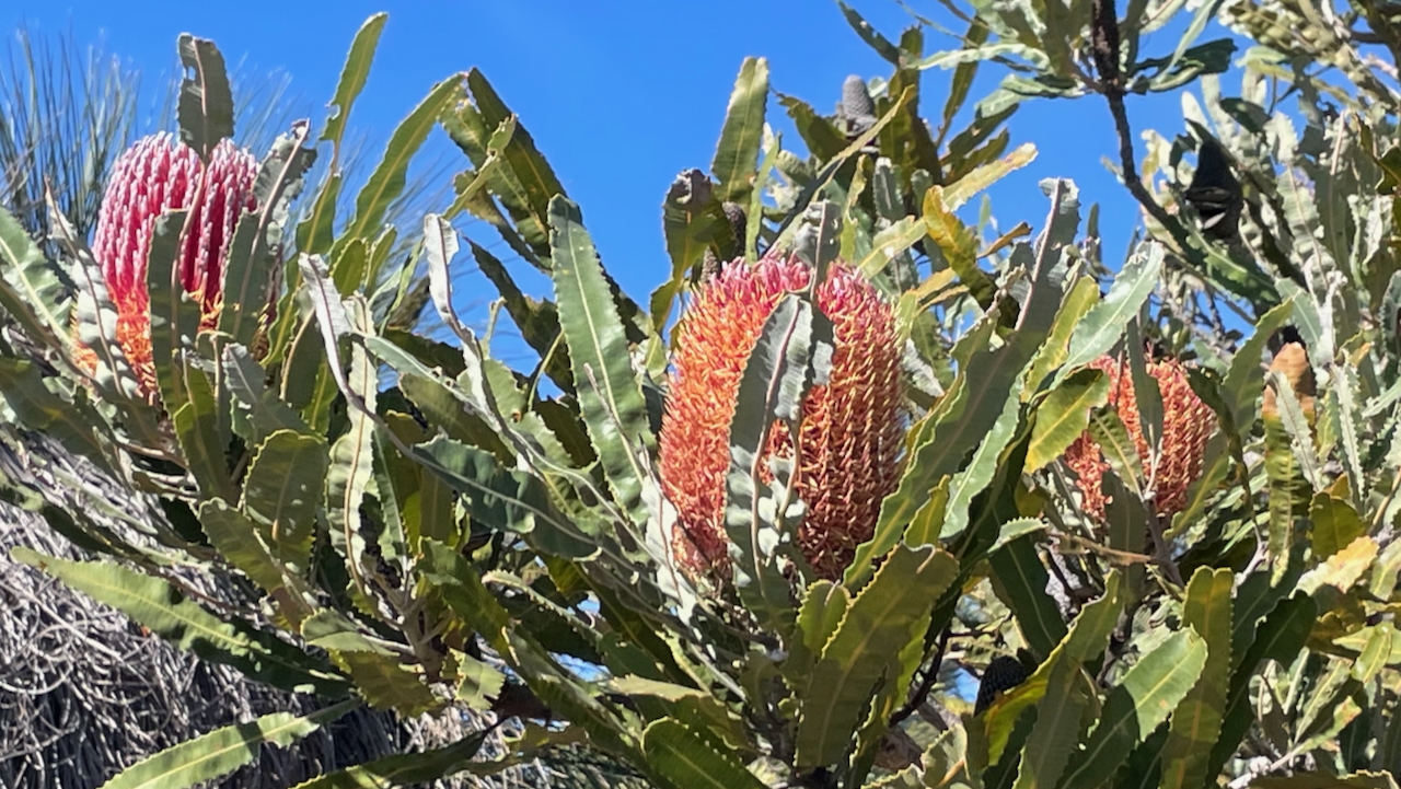Firewood Banksia, Bansksia menziesii or Karla Boorn Pungura