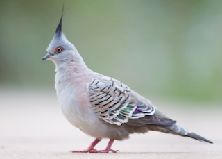 Image of crested pigeon