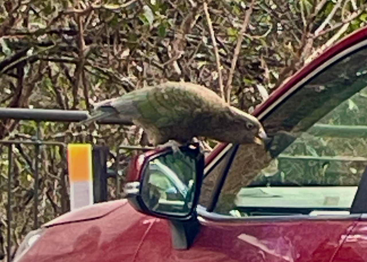 Kea on a car