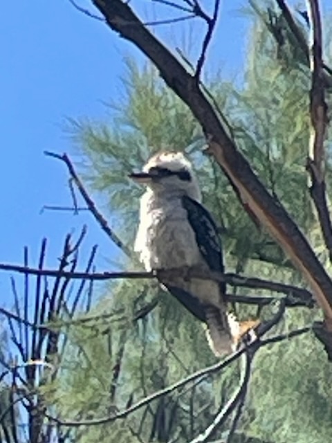 Kookaburra