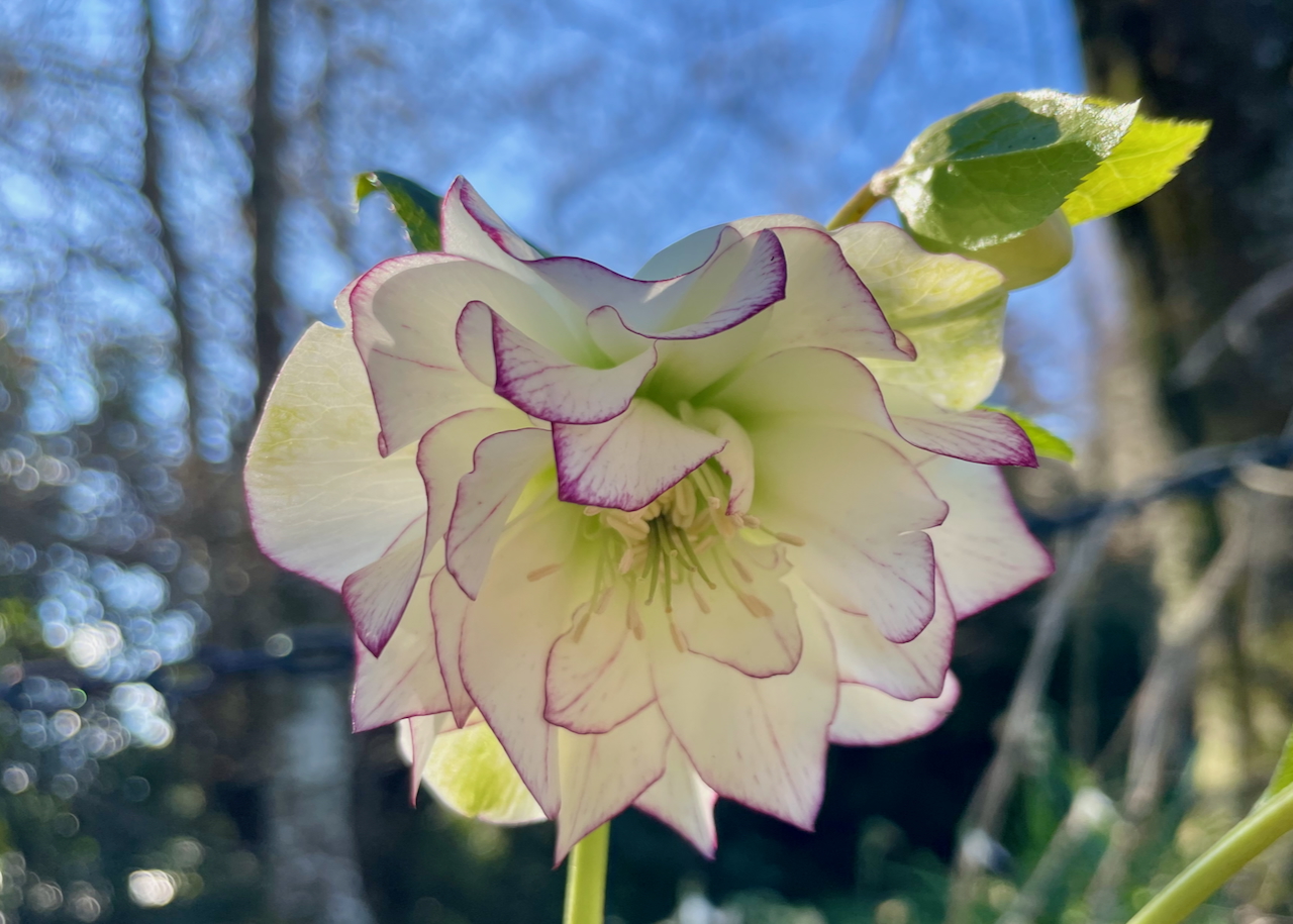 Lanarch garden flower