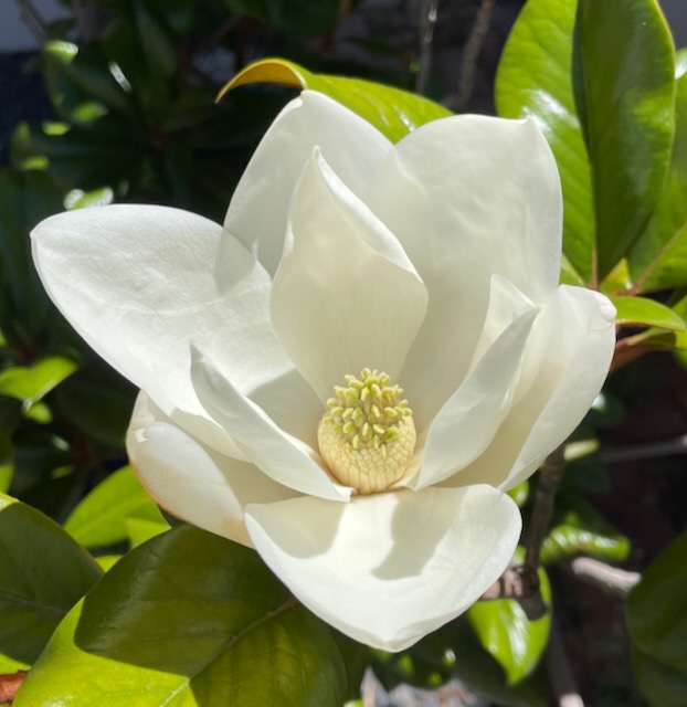 White Magnolia blossom at its best