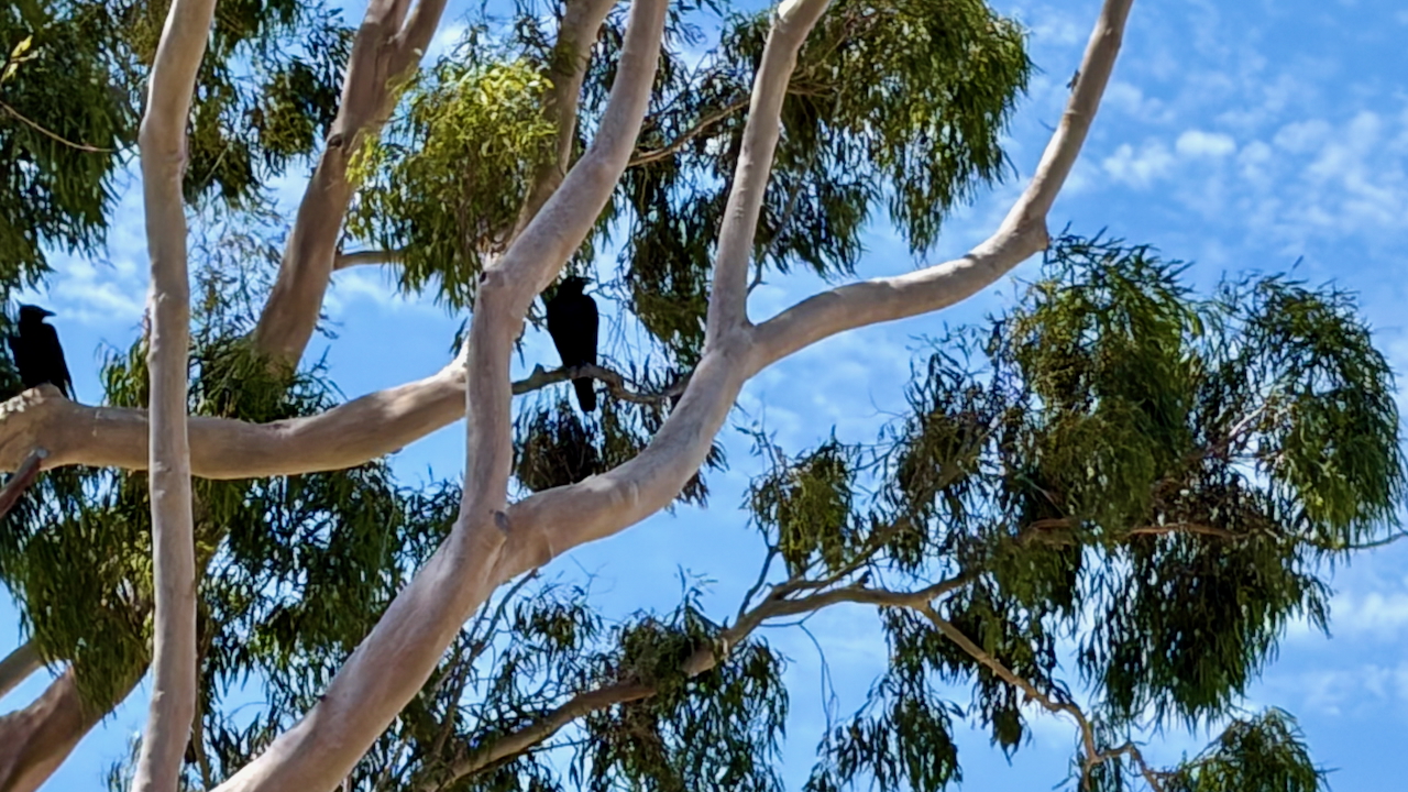 Ravens in our tree