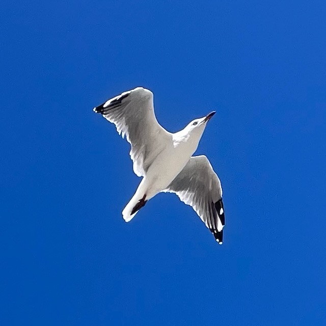 Seagull from below