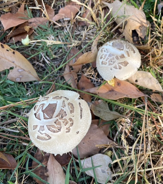 Toadstools amongst the dry leaves